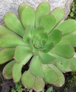 Aeonium davidbramwellii – Bramwell’s Giant Houseleek Seed x20