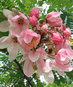 Cassia javanica – Pink Shower Tree seed x10
