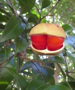 Diploglottis campbellii – Small-Leaved Tamarind seeds x5