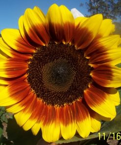 Helianthus annuus cv – Helianthus Golden Prominence Seed x 20