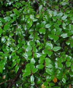 Nothofagus cunninghamii – Myrtle Beech seed X 25