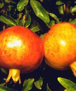 Punica granatum – Pomegranate seeds x 20