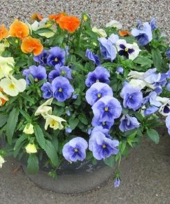 Viola cornuta – Viola Princess Mix seeds x 75