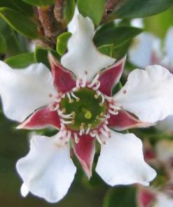 Leptospermum lanigerum  – Silky or Wooly Tea Tree seeds x150